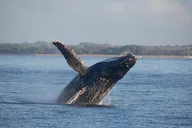Waikiki Catamaran Whale Watch 2 hr thumbnail 2