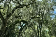 Savannah Bonaventure Cemetery Tour thumbnail 2