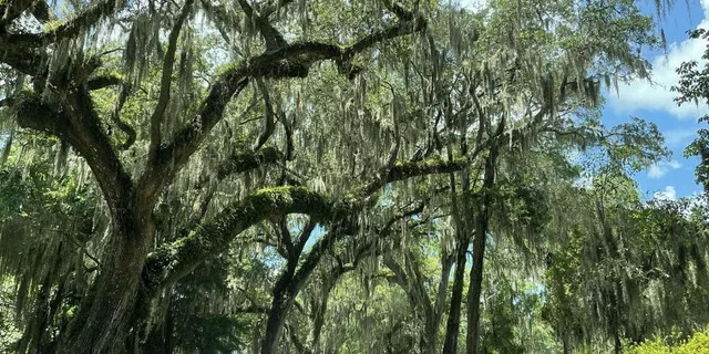 Savannah Bonaventure Cemetery Tour - Image 2