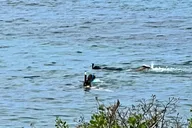 Hawaii Snorkeling with Dolphins Tour thumbnail 5