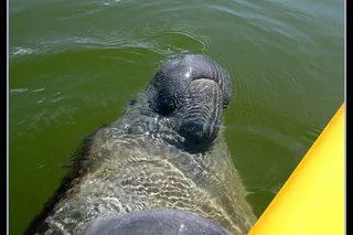 Everglades Eco Tour: Boat, Kayak & Walk