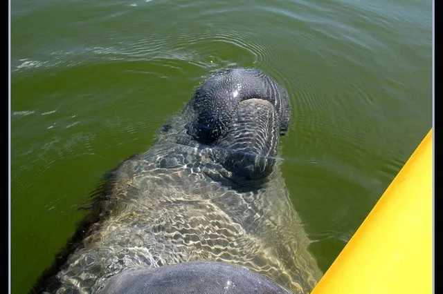 Everglades Eco Tour: Boat, Kayak & Walk - Image 1