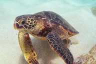 Oahu Circle Island Turtle Beach Snorkel 8 hr thumbnail 3