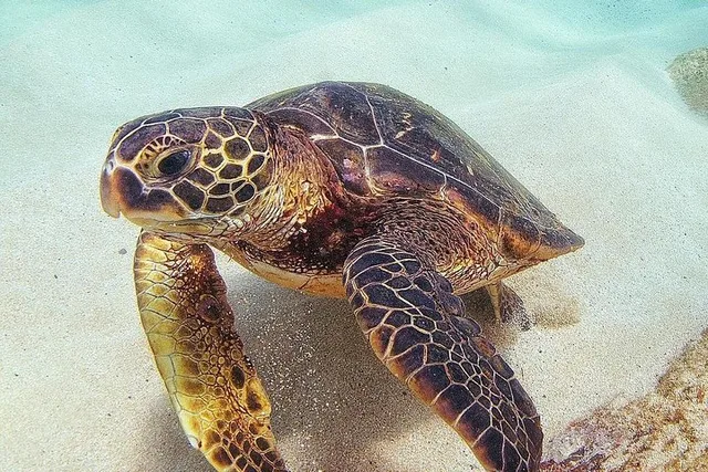 Oahu Circle Island Turtle Beach Snorkel 8 hr - Image 3