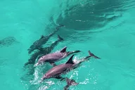 Panama City Dolphin Adventure at Sunset thumbnail 3