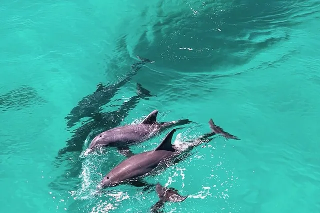 Panama City Dolphin Adventure at Sunset - Image 3