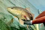 South Padre Bay Fishing Trip for Two thumbnail 2