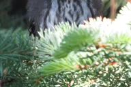 Estes Park Birds of Colorado Speaker Series thumbnail 1