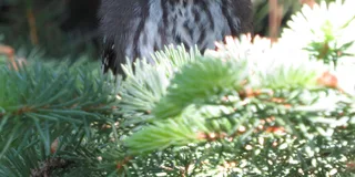 Estes Park Birds of Colorado Speaker Series