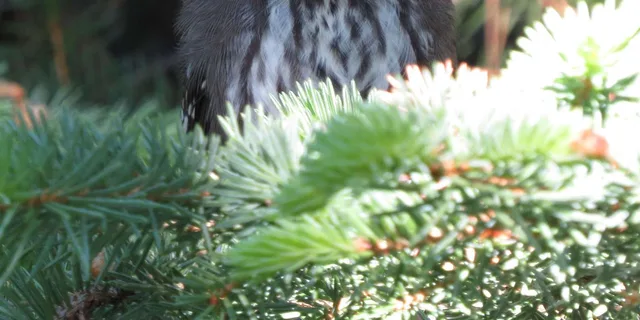 Estes Park Birds of Colorado Speaker Series - Image 1