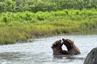 Anchorage Glacier and Wildlife Tour thumbnail 5