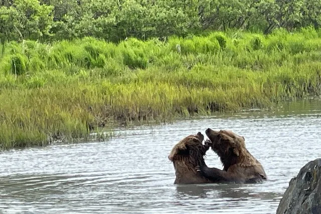 Anchorage Glacier and Wildlife Tour - Image 5