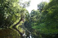 Orlando Wekiva River Kayak Tour thumbnail 3
