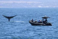 Oceanside Dolphin & Whale Watching Tour 2 hr thumbnail 4