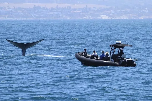 Oceanside Dolphin & Whale Watching Tour 2 hr - Image 4
