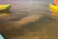 Tarpon Springs Kayaking Tour with Manatees and History thumbnail 3