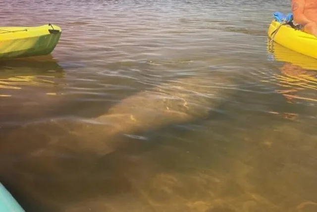 Tarpon Springs Kayaking Tour with Manatees and History - Image 3