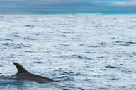 Key West Dolphin Catamaran Sail thumbnail 4