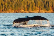 Sitka Marine Wildlife Tour thumbnail 2