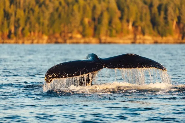 Sitka Marine Wildlife Tour - Image 2