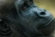 Boston Franklin Park Zoo Entry Ticket thumbnail 3