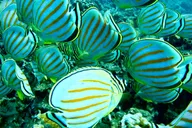 Maui Turtle Town Snorkeling Tour with Marine Biologist thumbnail 3