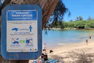 Oahu Circle Island Tour with Turtle Snorkeling thumbnail 4