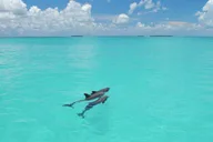 Key West Glass Bottom Boat Reef Tour with Sunset Option thumbnail 4