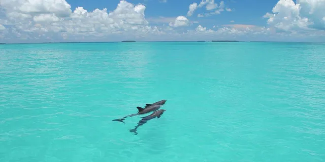 Key West Glass Bottom Boat Reef Tour with Sunset Option - Image 4