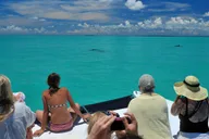 Key West Dolphin Watching and Snorkeling Eco Tour thumbnail 1