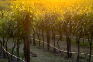 Paso Robles Wine Adventure thumbnail 5