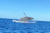 Kailua-Kona Whale Watching Tour thumbnail 3