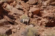 Moab Meander Canyon Jet Boat Tour thumbnail 5