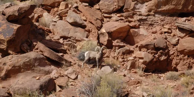 Moab Meander Canyon Jet Boat Tour - Image 5