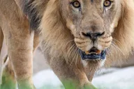 San Diego Zoo and Safari Park 2-Day Pass thumbnail 6