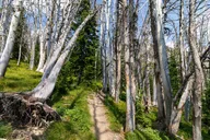 Yellowstone Avalanche Peak Naturalist Day Hike thumbnail 5