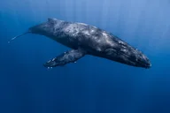 Kona Whale Watching Tour thumbnail 4