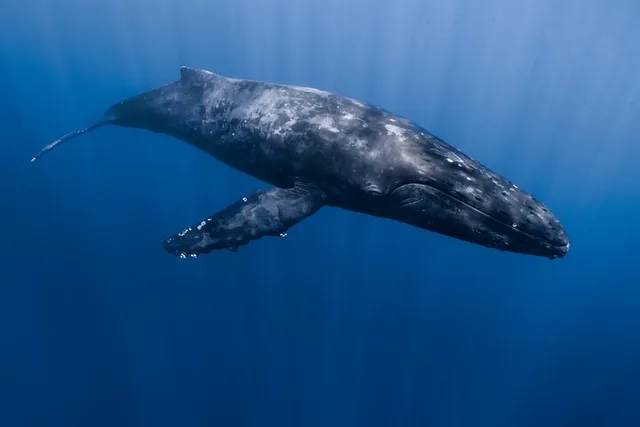 Kona Whale Watching Tour - Image 4