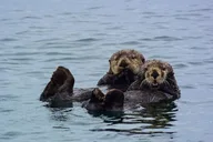 Sitka Whale Watching and Sea Otter Quest thumbnail 1