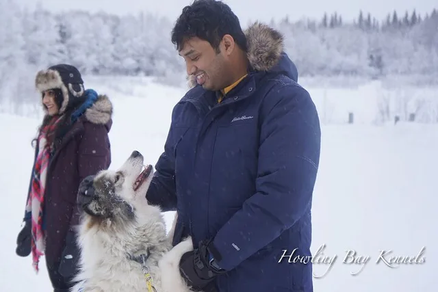 Fairbanks Dogsled Adventure with Homestead Tour - Image 4
