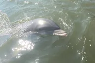 Marco Island Boat Tour thumbnail 4