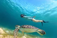 Waikiki Turtle Snorkel Tour thumbnail 2