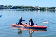 St. Augustine Dolphin and Manatee Paddle Tour 2 hr thumbnail 2