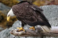 Ketchikan Seaside Tour thumbnail 3