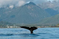 Sitka Marine Life & Seabirds Charter Tour thumbnail 5