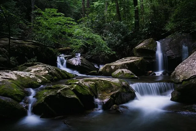 Asheville Nighttime Forest Firefly Hike - Image 4