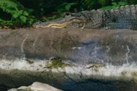 Tampa Florida Aquarium General Admission thumbnail 3