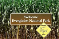 Everglades Private Tour thumbnail 3