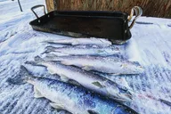 Chena Lake Ice Fishing Experience thumbnail 6