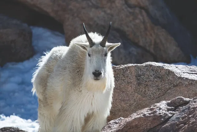 Rocky Mountain National Park Wildlife Tour - Image 4